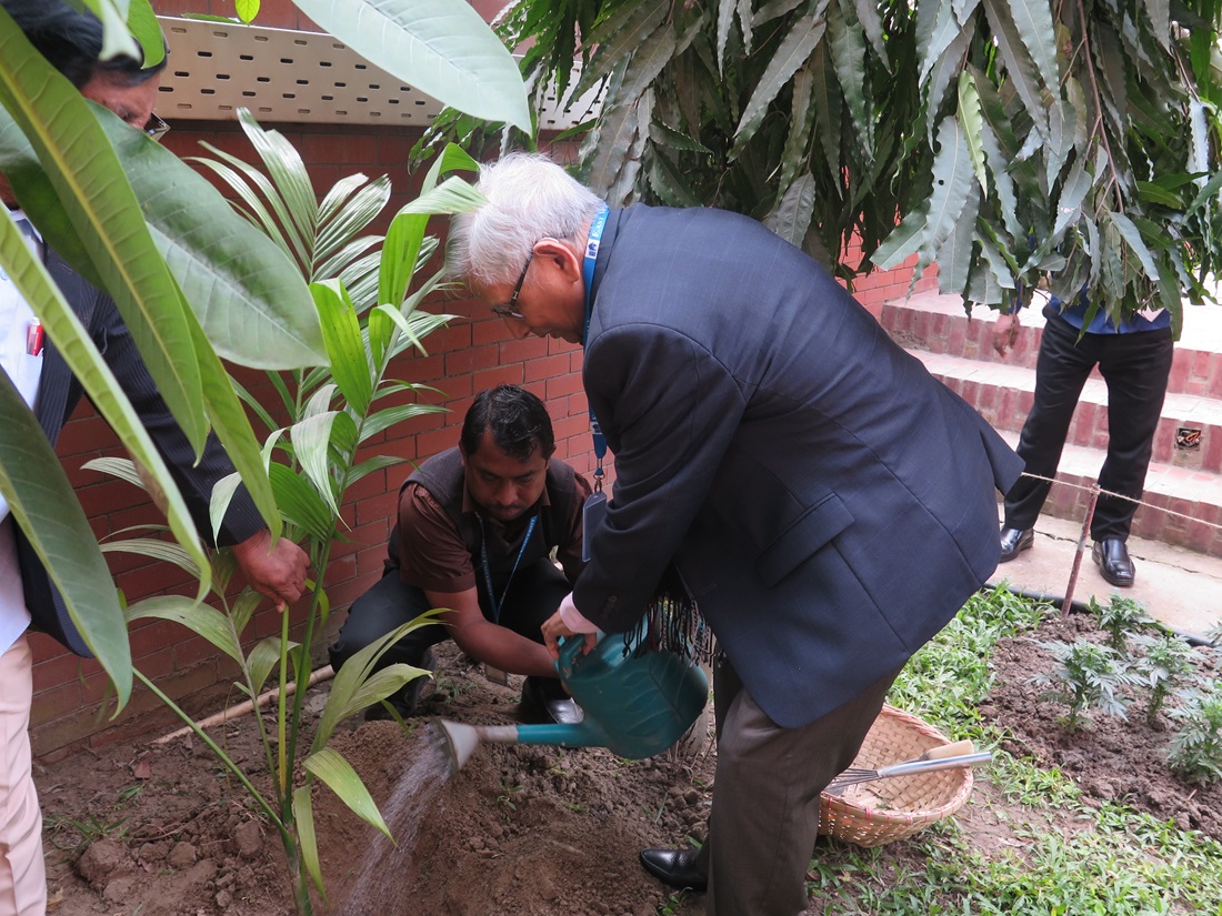 East West University Plants Betel Nut Tree Around the Campus